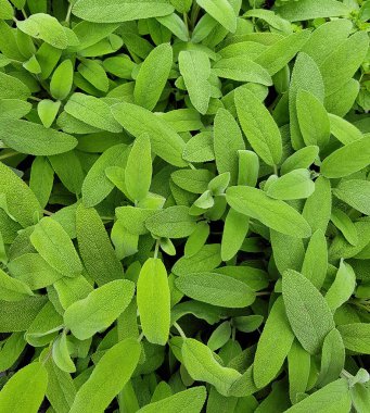 Salvia Memurları. Geçmişi. Kapat.