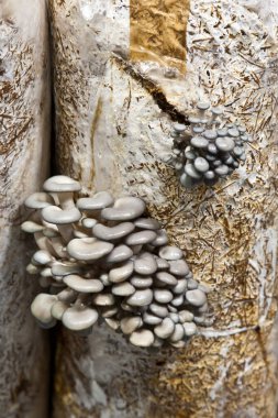 Sahilde çam yumurtaları.