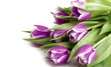 Beyaz arka plan üzerinde güzel bahar Lale demet izole