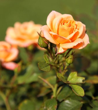 Rose yakın çekim. Kayısı Clementine.