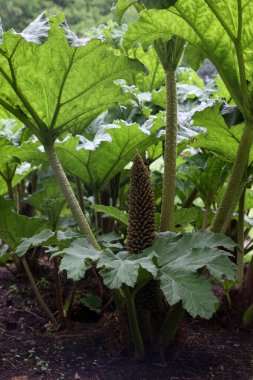 Gunnera manicata, Brezilya devi-ravent ya da dev ravent olarak bilinir. Gunneraceae ailesi