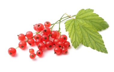 yaprakları ile kırmızı kuş üzümü