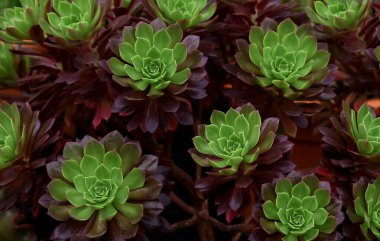 Aeonium Bing zımbırtısı yakın çekim
