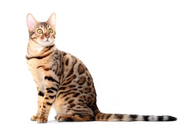 Bengal kedisi. Beyaz bir arkaplanda izole edilmiş.