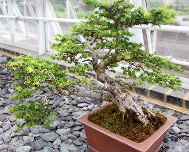 Serada yeşil bitkiler