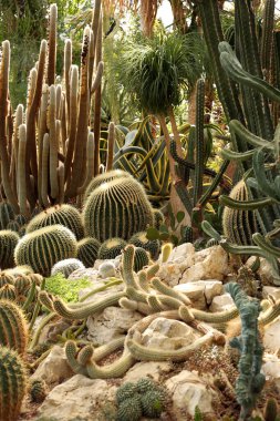 Bahçede çok kaktüs.