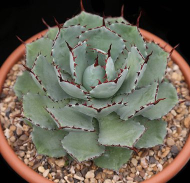 Genç bir bayana yakın dur.