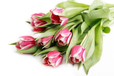 Beyaz renkte izole edilmiş pembe laleler.