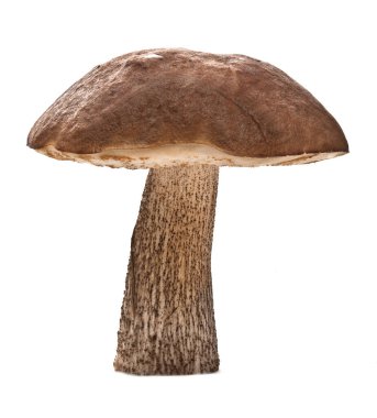 Orman mantarı. Beyaz arkaplan üzerinde izole kahverengi başlık boletus