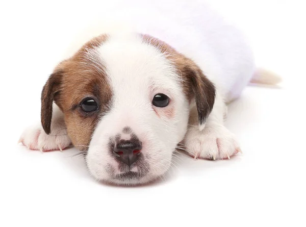 Jack Russell Terrier Cucciolo Mese Isolato Bianco — Foto Stock