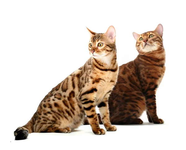 猫と猫の双生児 白地に隔離された — ストック写真
