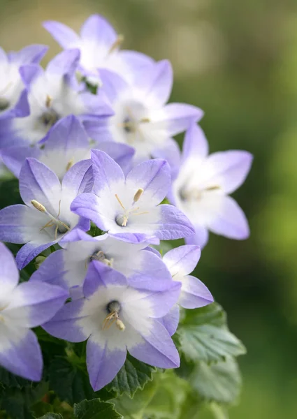 Fehér Kozmosz Virág Közelkép — Stock Fotó