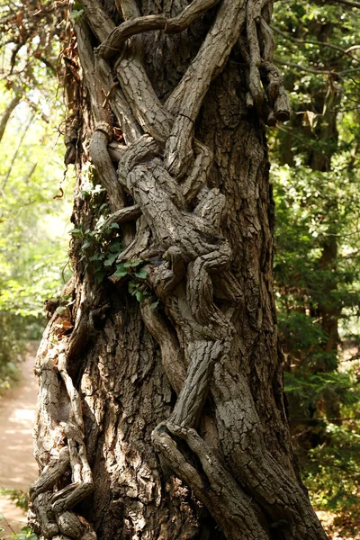 Baum Mit Holzigen Ästen Von Efeu — Stockfoto