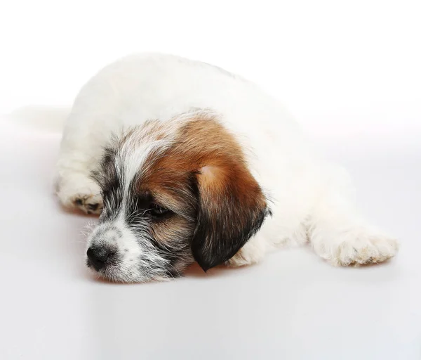 Perrito Beagle Nieve — Foto de Stock