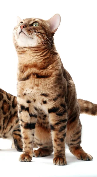 Hnědá Kočka Sedí Bílém Pozadí — Stock fotografie