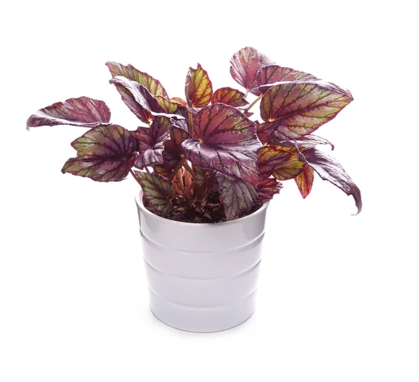 Bouquet Pot Isolated White — Stock Photo, Image