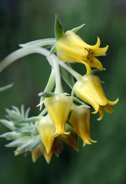 Virágok Echeveria Szaftos Háztartási Növény — Stock Fotó