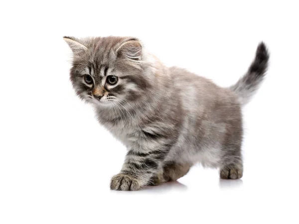 Gatito Escabulle Aislado Sobre Fondo Blanco — Foto de Stock