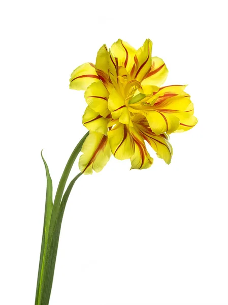 Frottee Frühe Tulpensorten Monsella Isoliert Auf Weißem Hintergrund — Stockfoto