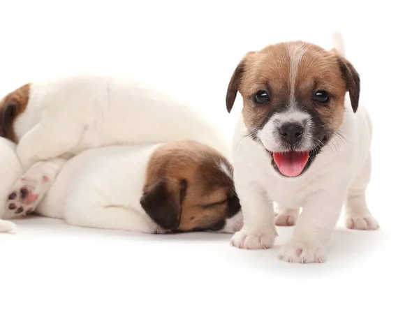 Szczenięta Hodują Jack Russell Terrier Miesiąc Odizolowane Biało — Zdjęcie stockowe