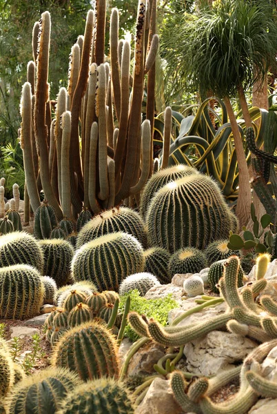 Een Cactus Achtergrond Broeikas Close — Stockfoto
