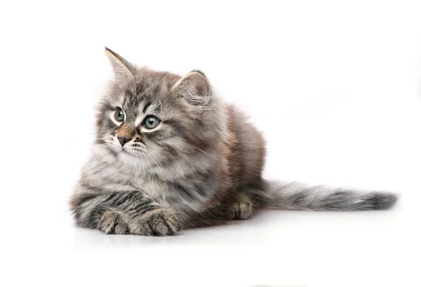 Pequeño Gatito Gris Acostado Mirando Hacia Lado Aislado Sobre Fondo —  Fotos de Stock