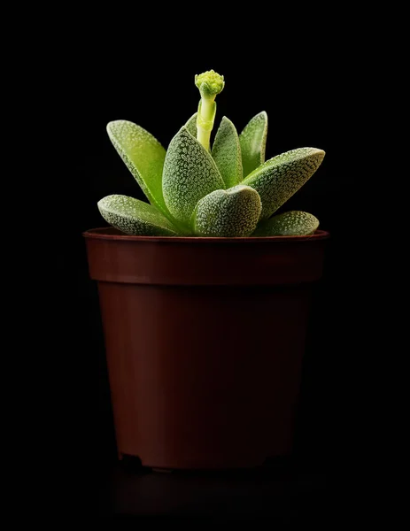 クラスラ テクタ 観葉植物 Succulent — ストック写真