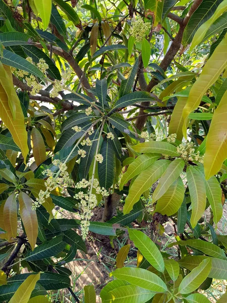 Flowering Mango Tree — Stockfoto