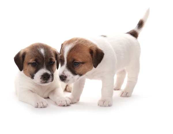 Yavrular Jack Russell Terrier Yetiştirir Aylık Beyazda Izole Edilmiş — Stok fotoğraf