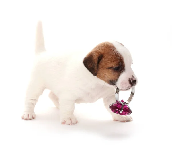 Jack Russell Cãozinho Terrier Mês Idade Isolado Branco — Fotografia de Stock
