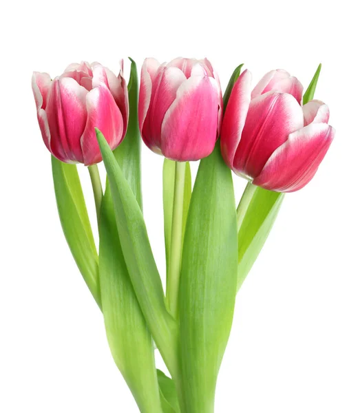 Bellissimi Tulipani Isolati Sfondo Bianco — Foto Stock