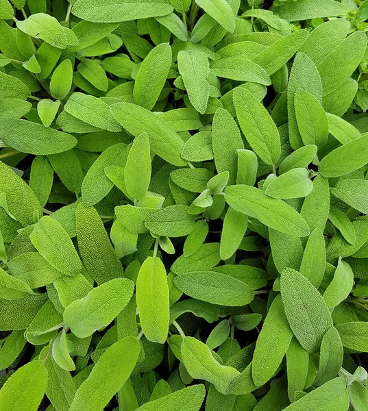Salvia Officinalis Antecedentes Cerca —  Fotos de Stock
