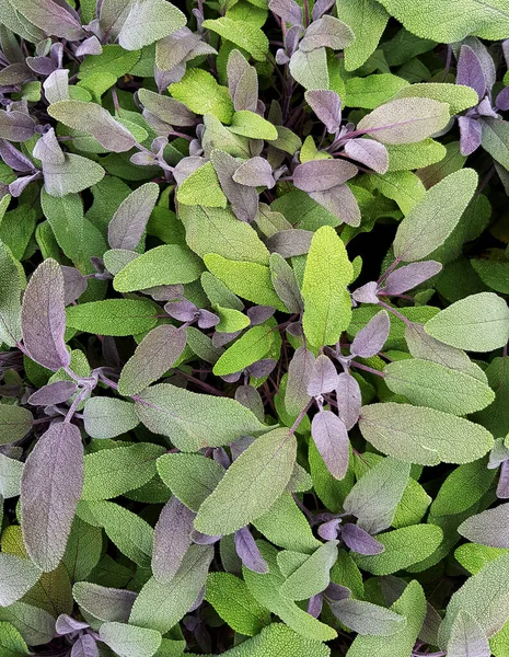 Sage Purple Salvia Erva Culinária — Fotografia de Stock