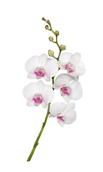 Orchidea Bianca Isolata Bianco — Foto Stock