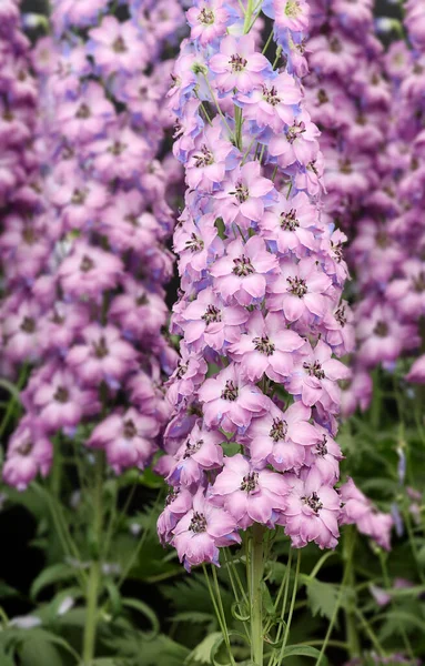 Delphinium Michael Ayres Zamknij Się — Zdjęcie stockowe