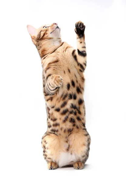 Bengal Cat Schaut Auf Und Schnappt Sich Das Spielzeug Isoliert — Stockfoto