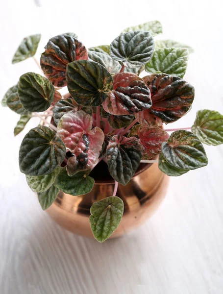 Peperomia Caperata Pink Lady — Stock Photo, Image