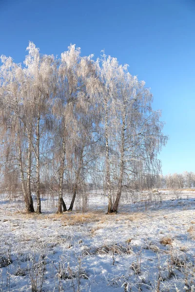 Betulla Inverno Regione Amur Russia — Foto Stock