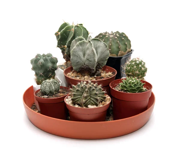 Een Cactus Succulente Close — Stockfoto