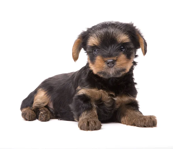 Filhote Cachorro Yorkshire Terrier Isolado Branco Idade Mês — Fotografia de Stock