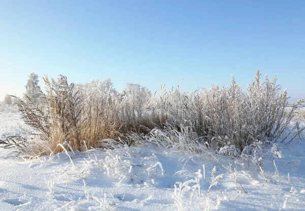 Inverno Neve Erba Vicino — Foto Stock