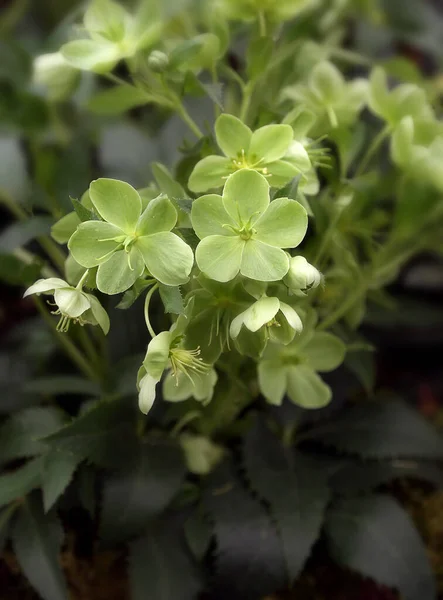 Kwitnienie Helleborus Ogrodzie — Zdjęcie stockowe