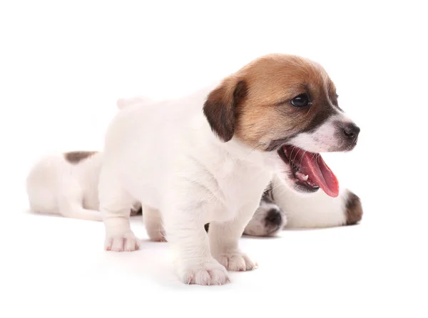 Chien Chiot Isolés Sur Blanc — Photo