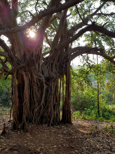 Banyan Oder Ficus Bengal Baum Bei Sonnenuntergang — Stockfoto