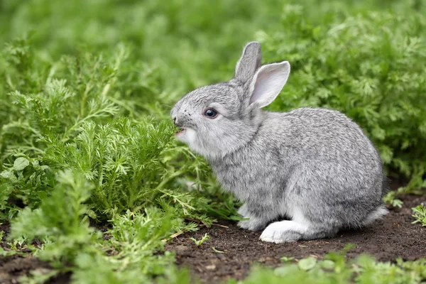 Little Rabbit Green Grass Summer Day — Stock Photo, Image