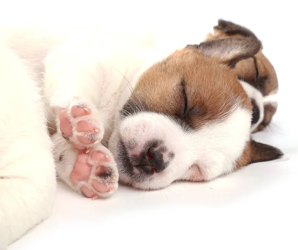 Cucciolo Dormiente Jack Russell Terrier Mese Isolato Bianco — Foto Stock