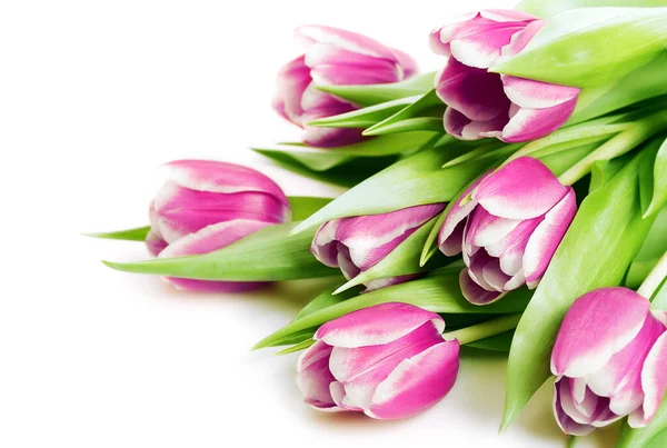 Bouquet Tulipani Rosa Isolati Bianco — Foto Stock