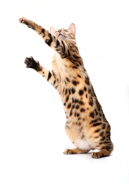 Leopard Izolované Bílém Pozadí — Stock fotografie