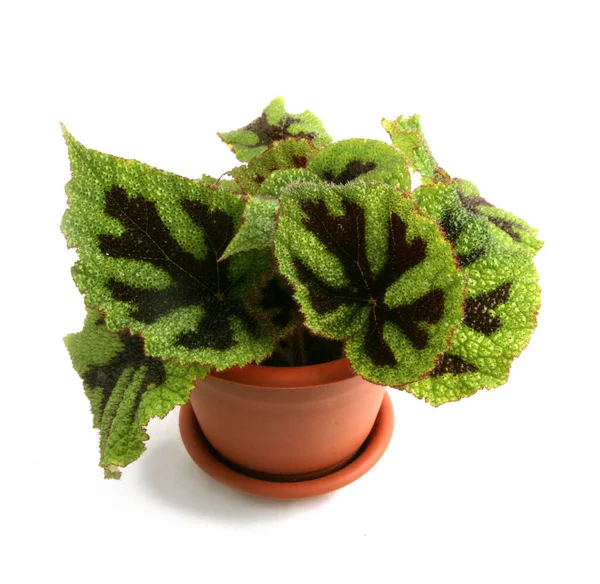 Begonia Masoniana Close — Stock Photo, Image