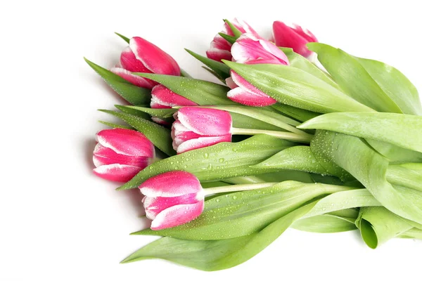 Bellissimi Tulipani Isolati Sfondo Bianco — Foto Stock